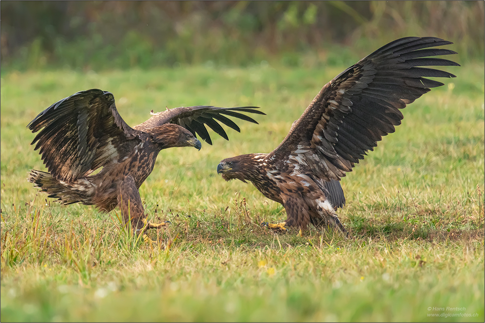 Seeadler