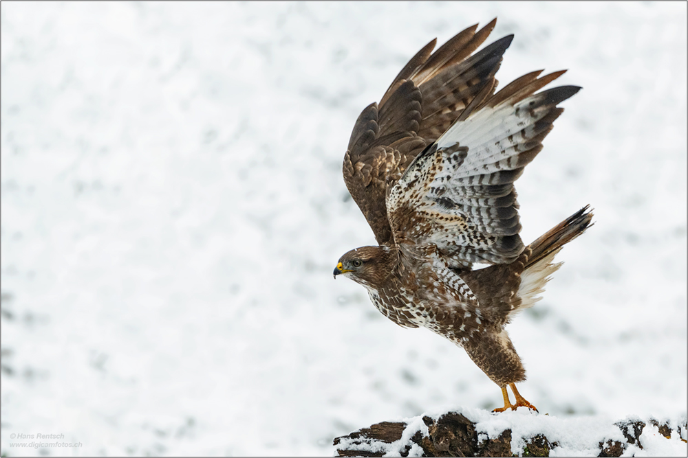 Mäusebussard