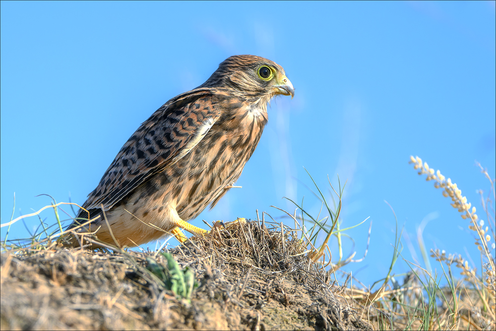 Turmfalke