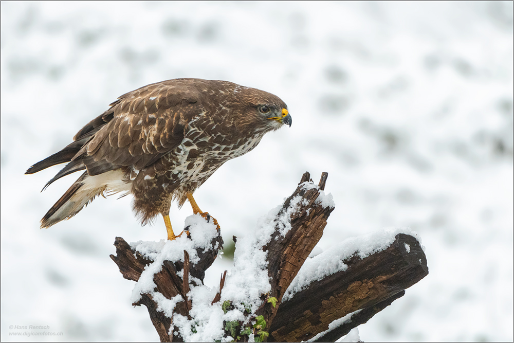 Mäusebussard