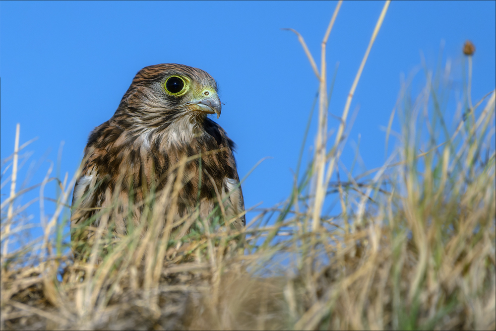 Turmfalke