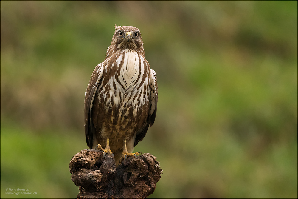 Mäusebussard