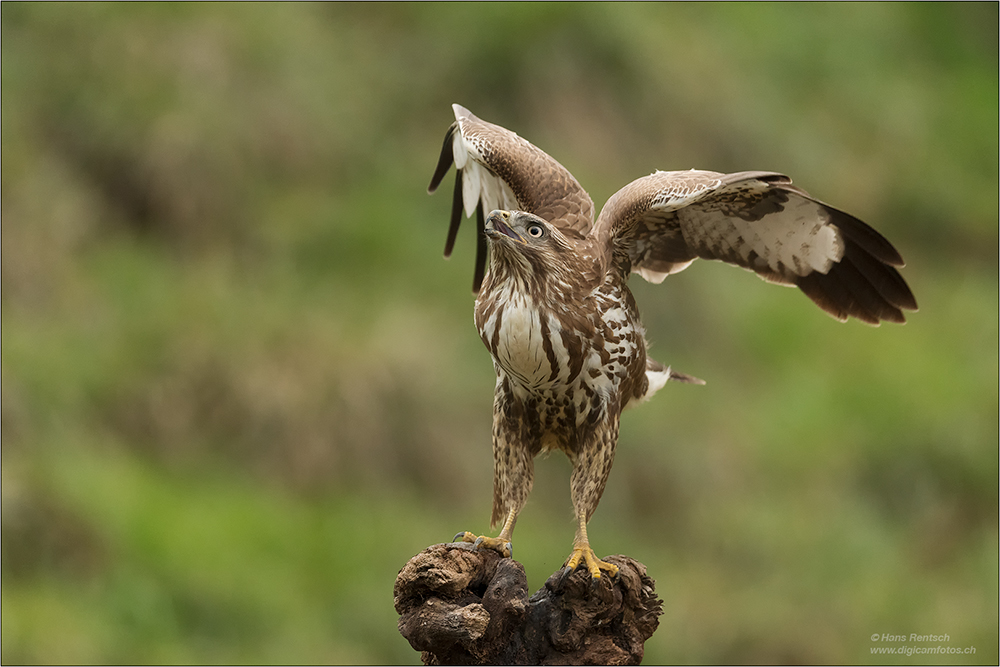 Mäusebussard