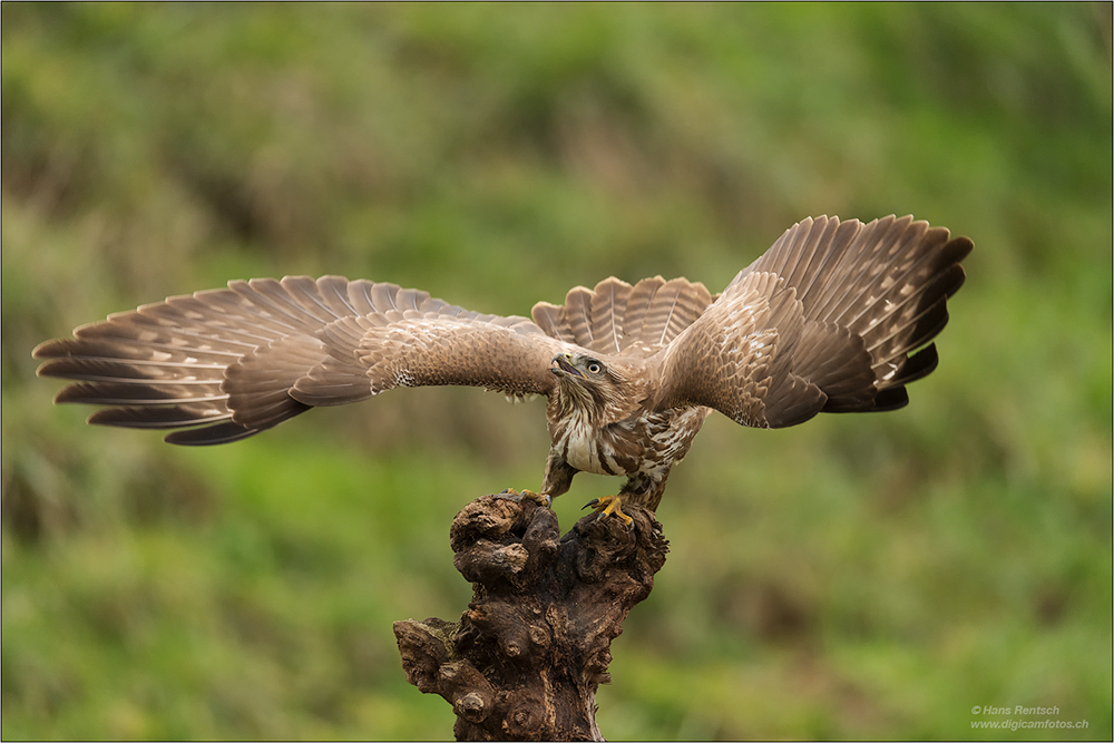 Mäusebussard