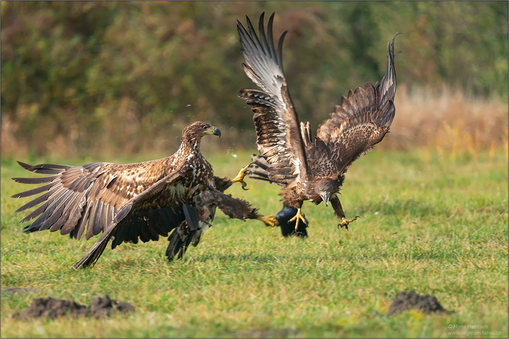 Seeadler