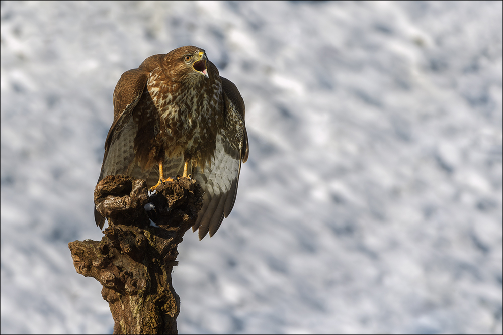 Mäusebussard