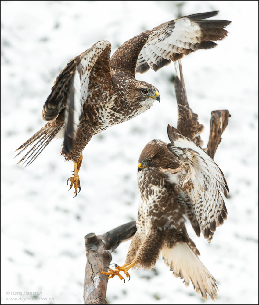 Mäusebussard