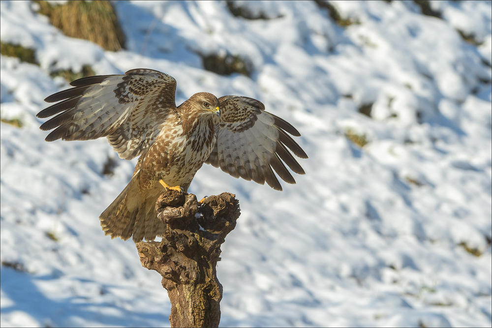 Mäusebussard