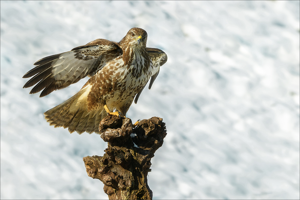 Mäusebussard