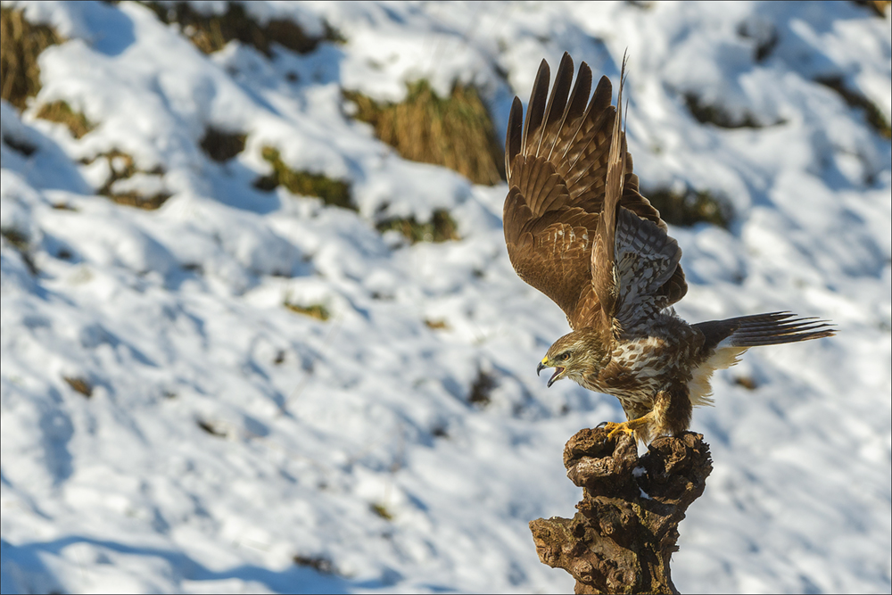 Mäusebussard