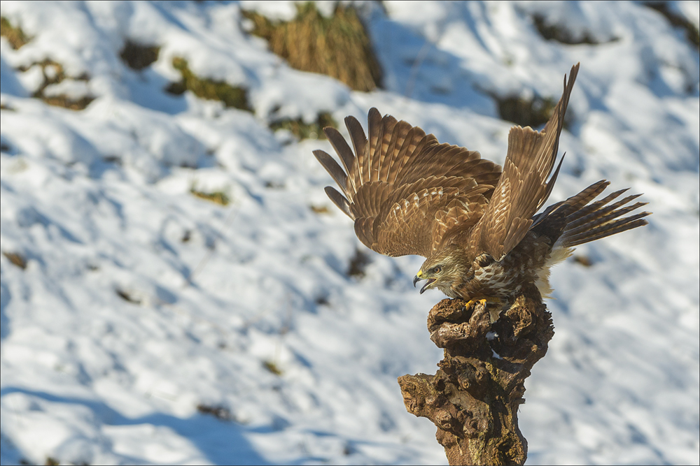 Mäusebussard