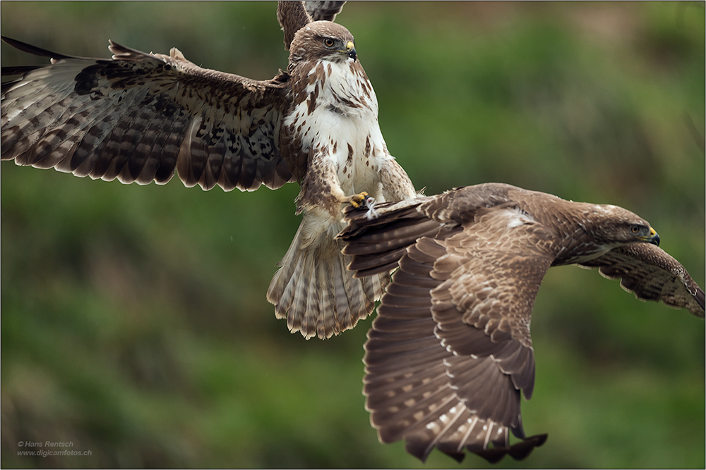 Mäusebussard