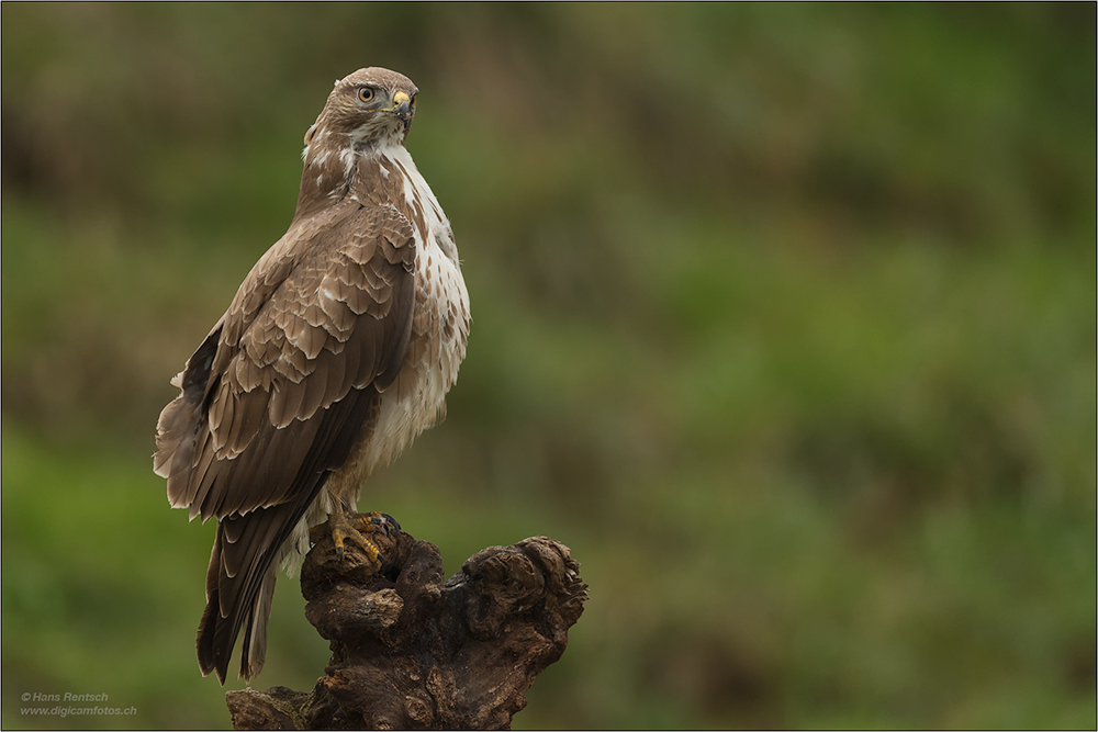 Mäusebussard