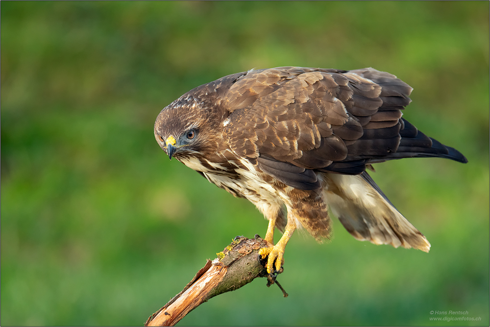 Mäusebussard