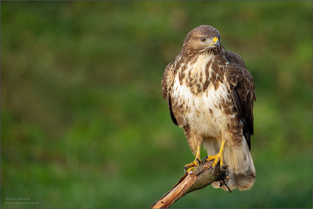 Mäusebussard