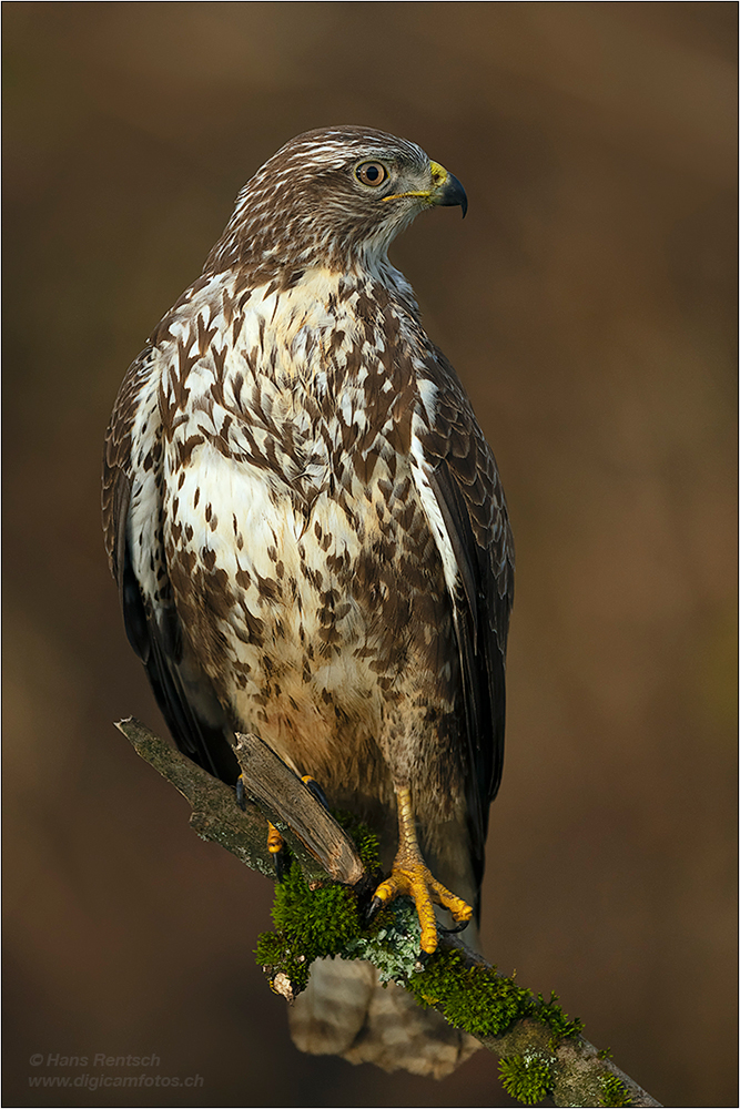 Mäusebussard