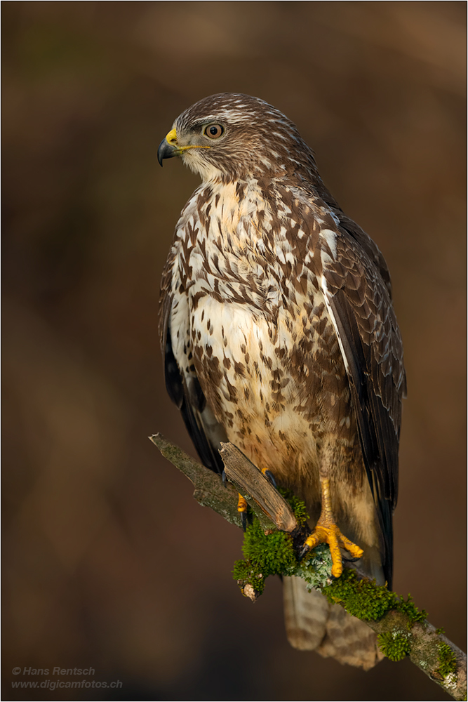 Mäusebussard