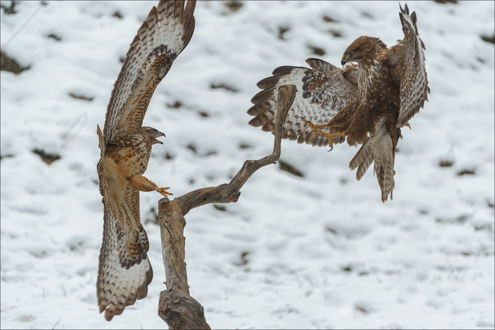 Mäusebussard