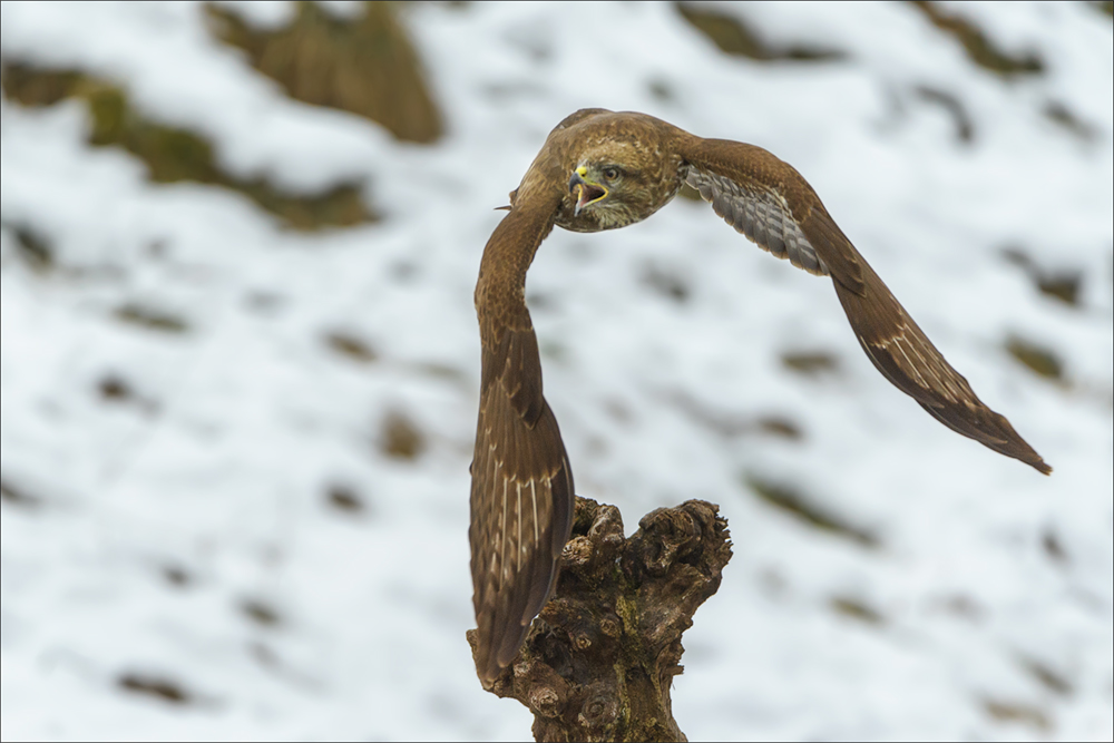 Mäusebussard