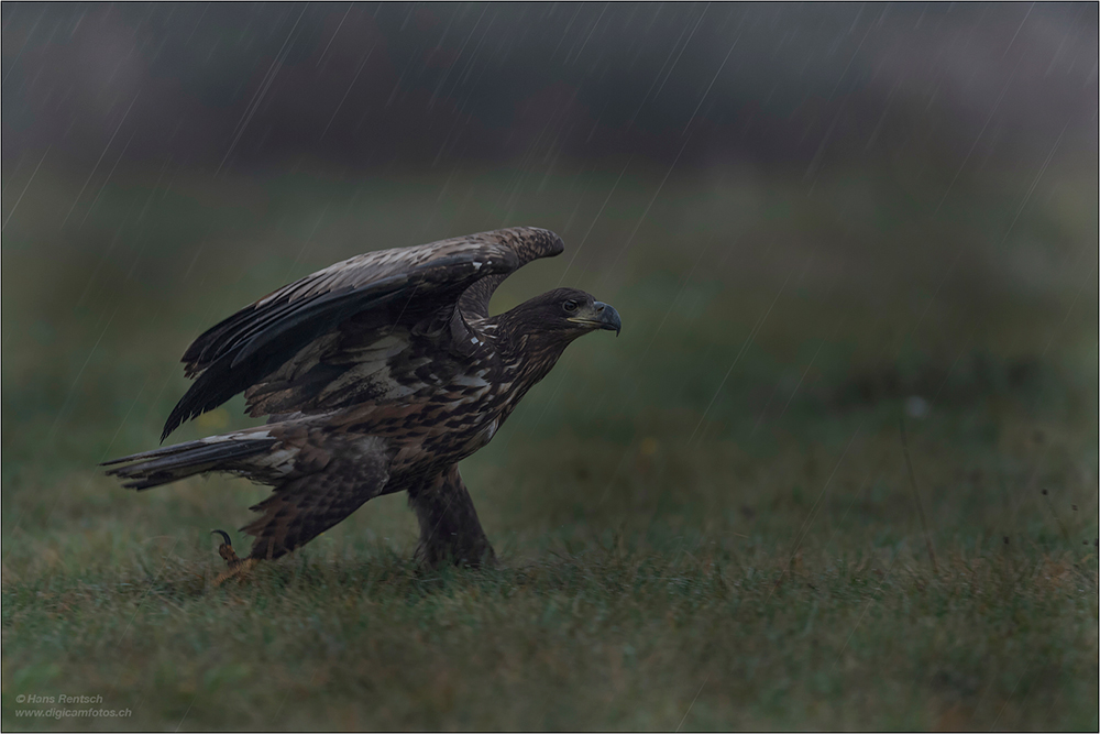 Seeadler