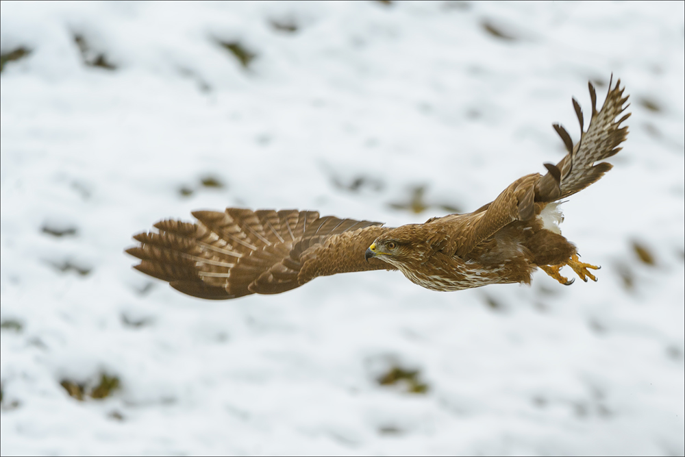 Mäusebussard