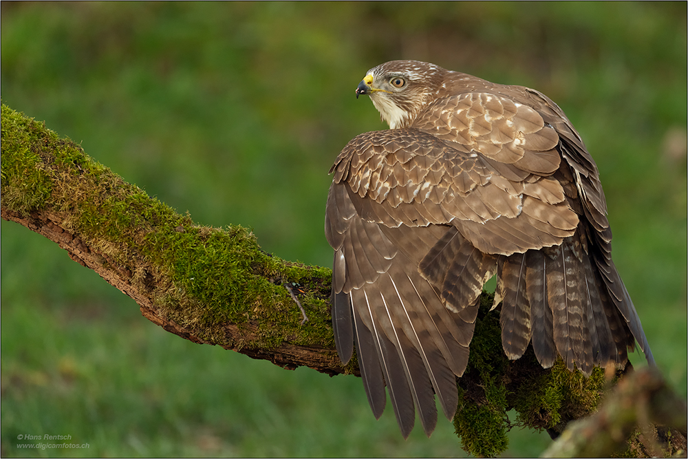 Mäusebussard