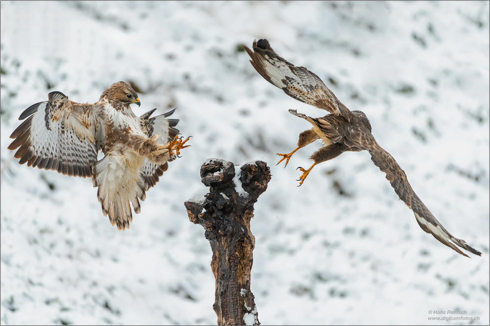 Mäusebussard