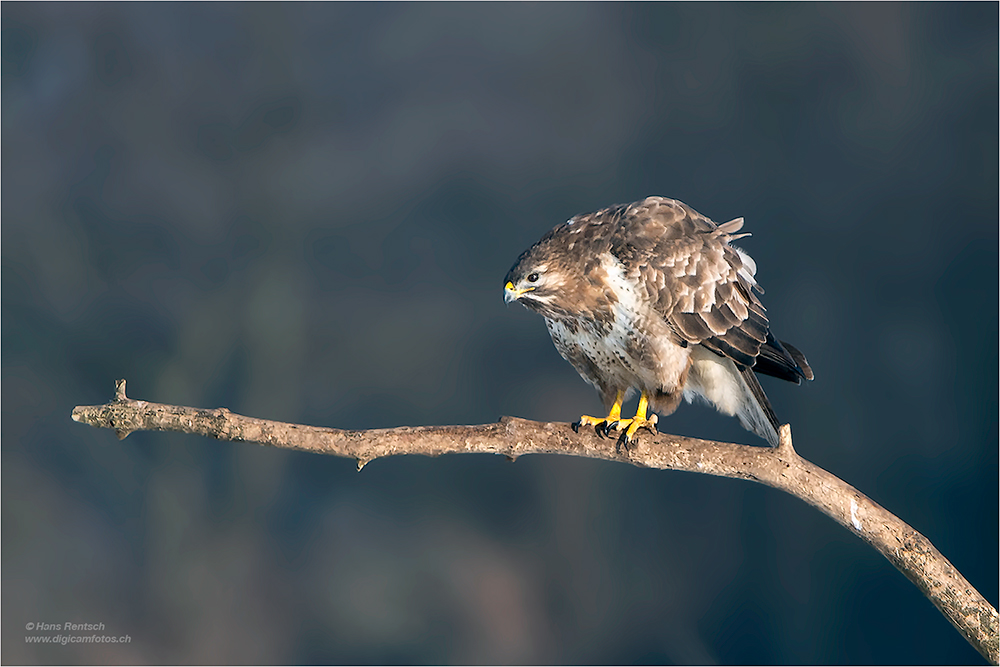 Mäusebussard