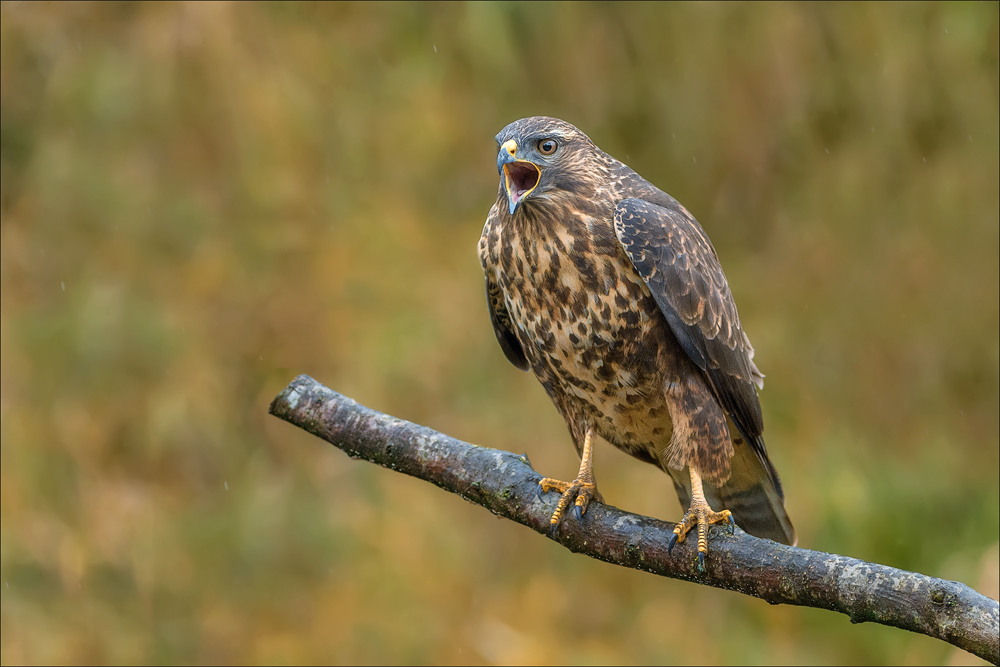 Mäusebussard