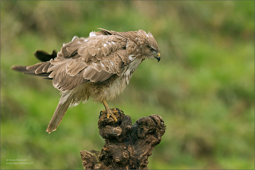 Mäusebussard