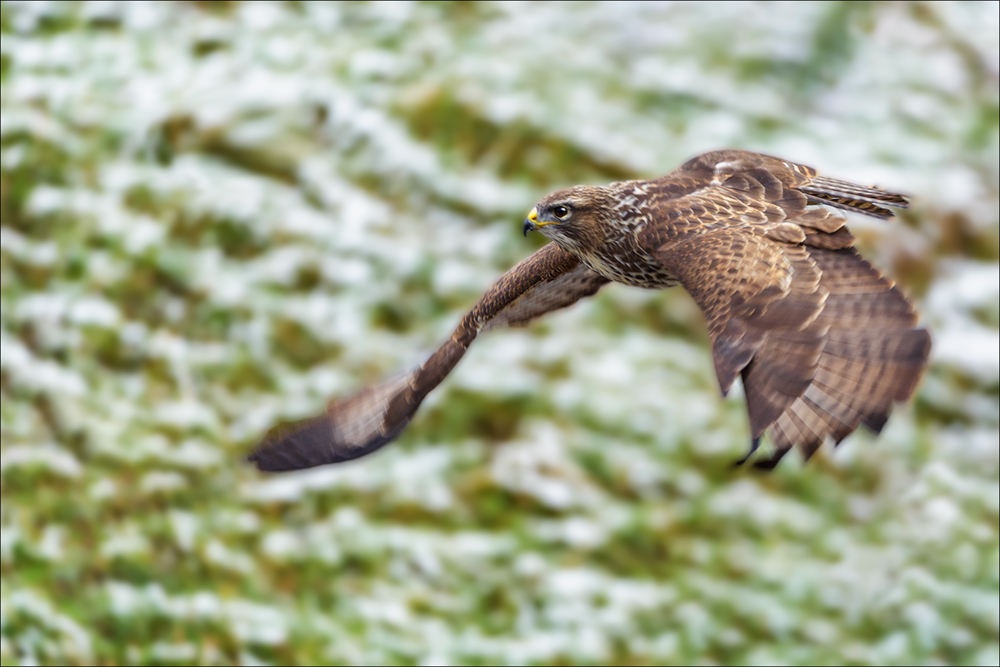 Mäusebussard