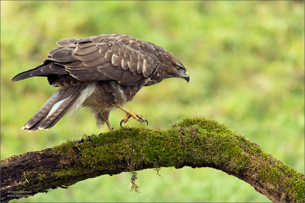 Mäusebussard