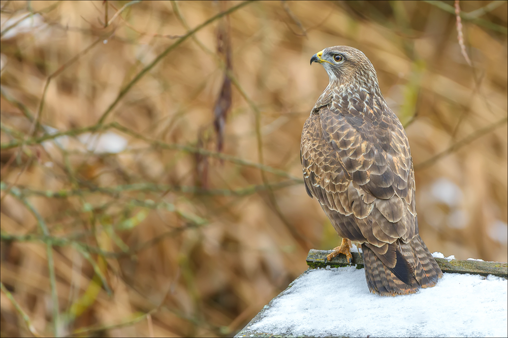 Mäusebussard