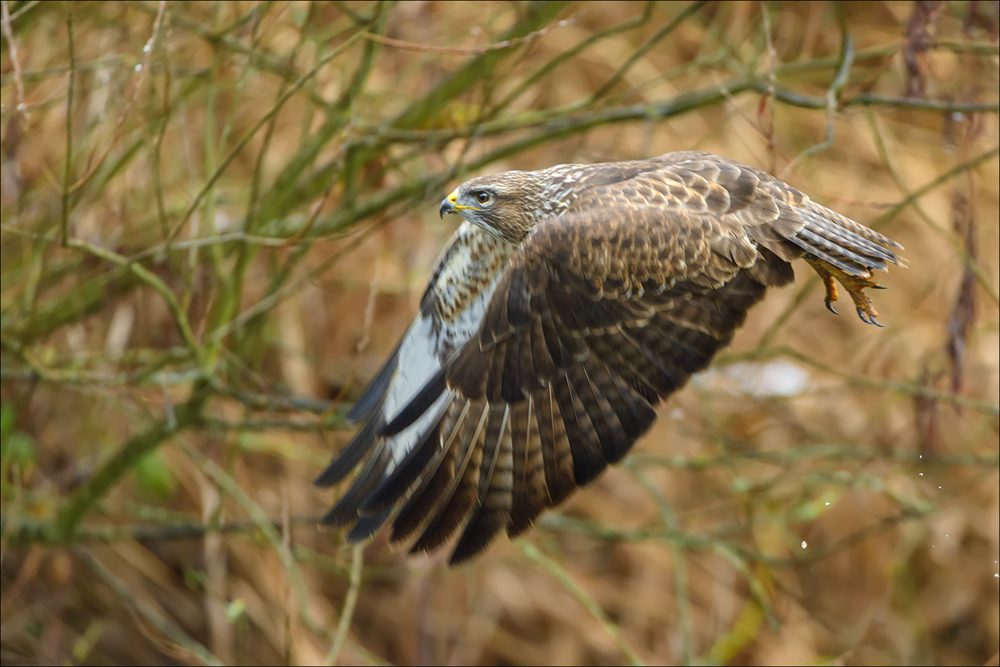 Mäusebussard