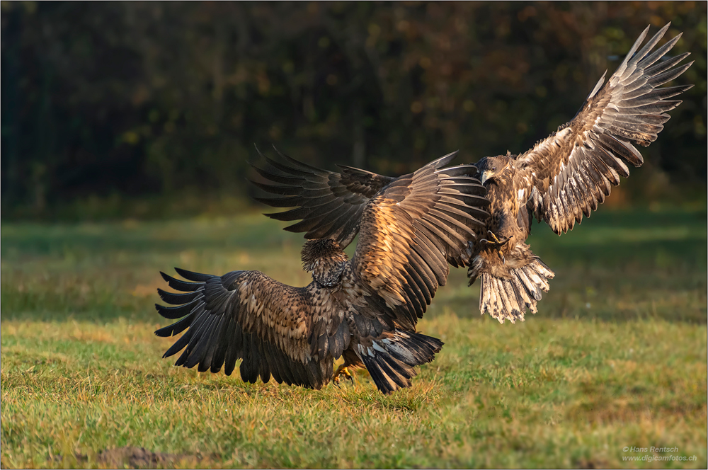 Seeadler