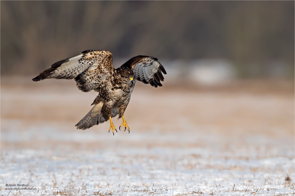 Mäusebussard