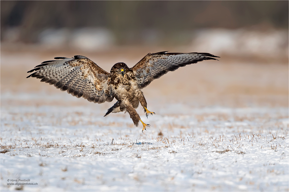 Mäusebussard