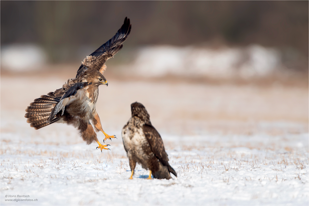 Mäusebussard