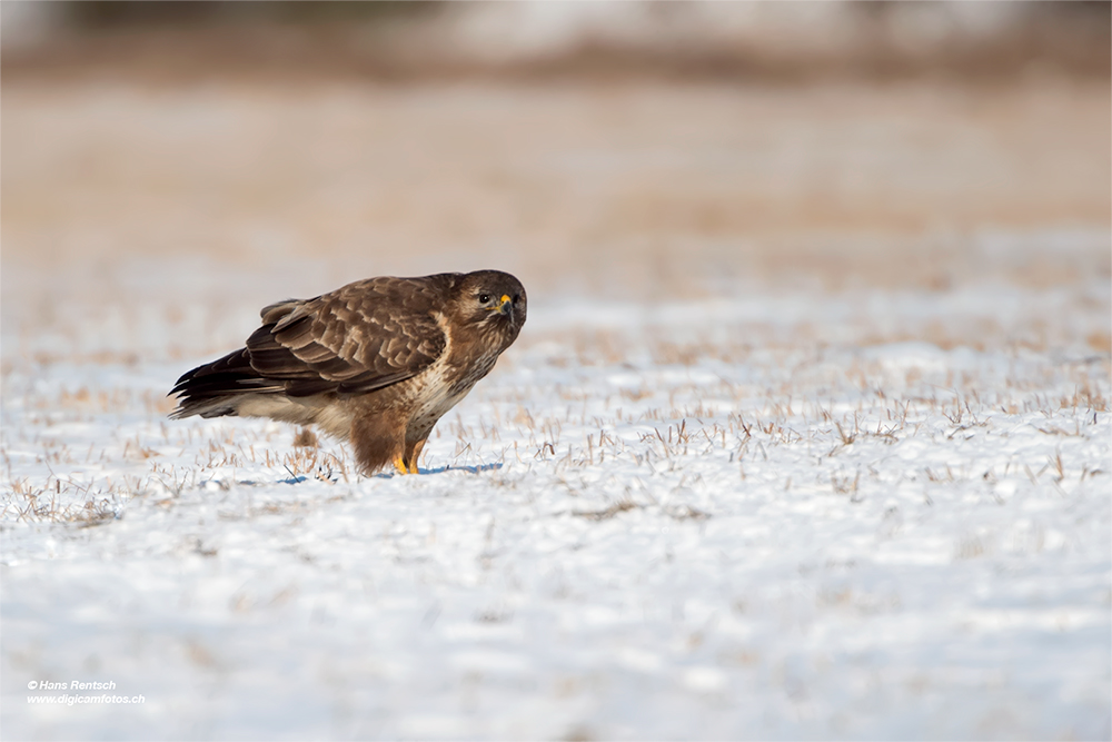 Mäusebussard