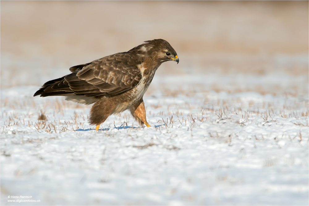 Mäusebussard