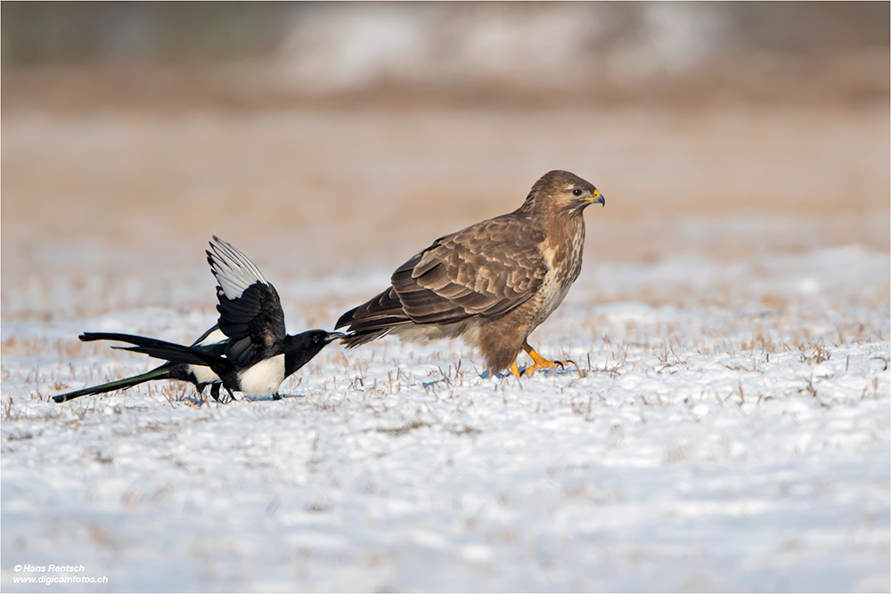 Mäusebussard