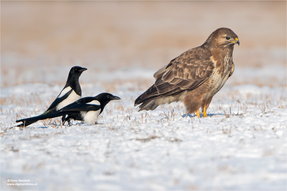 Mäusebussard