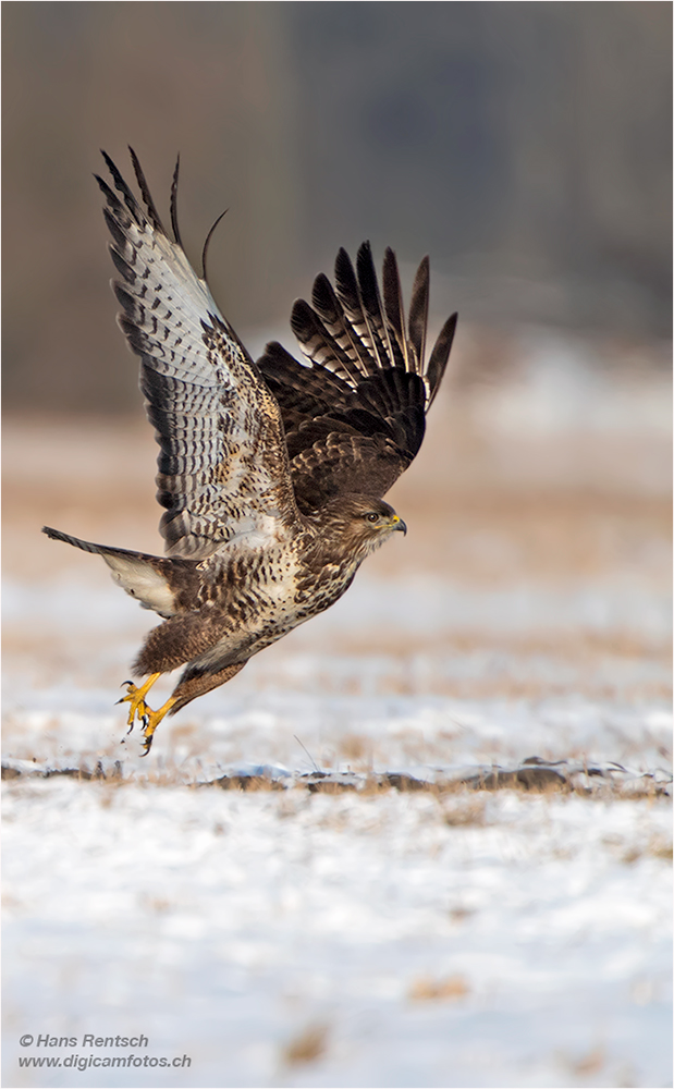 Mäusebussard