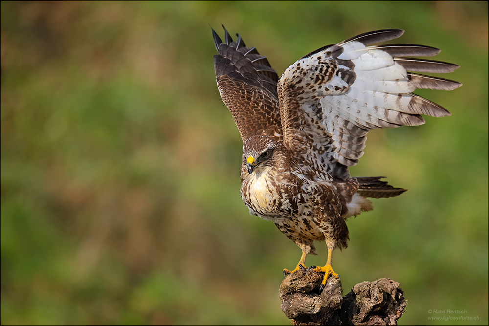 Mäusebussard