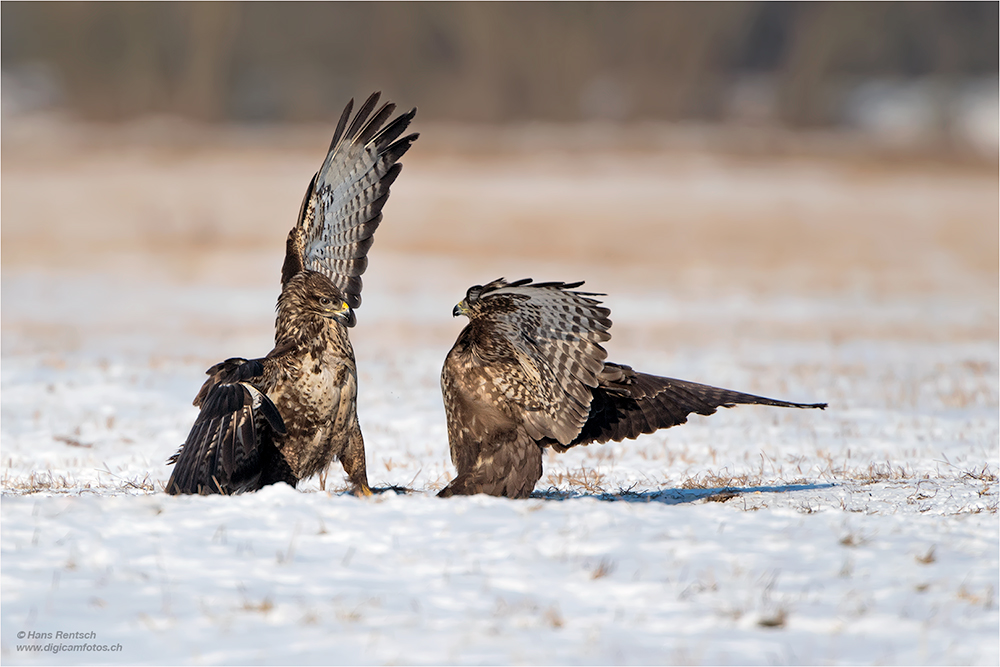 Mäusebussard