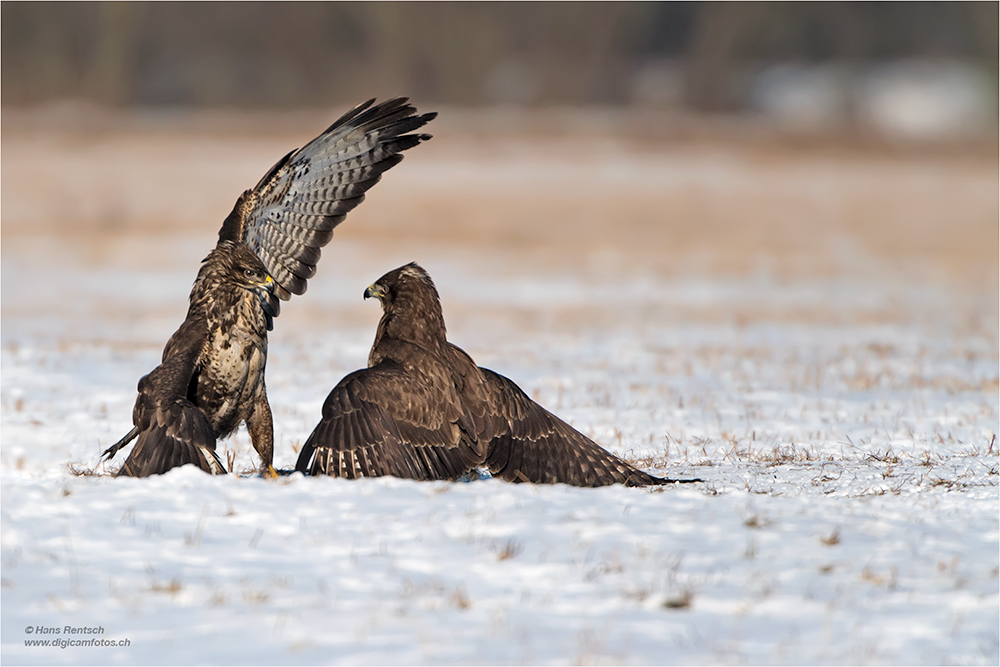 Mäusebussard