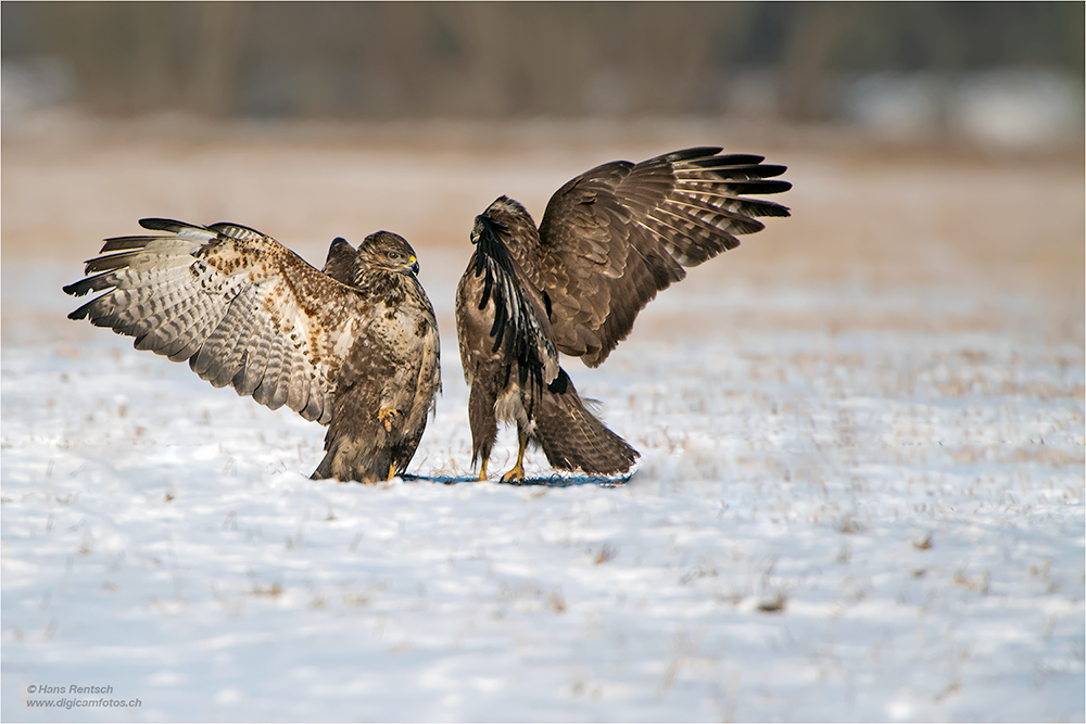 Mäusebussard