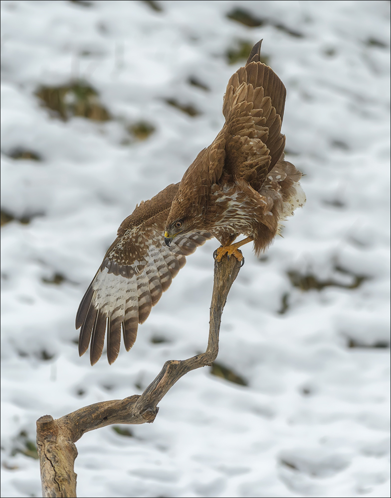 Mäusebussard