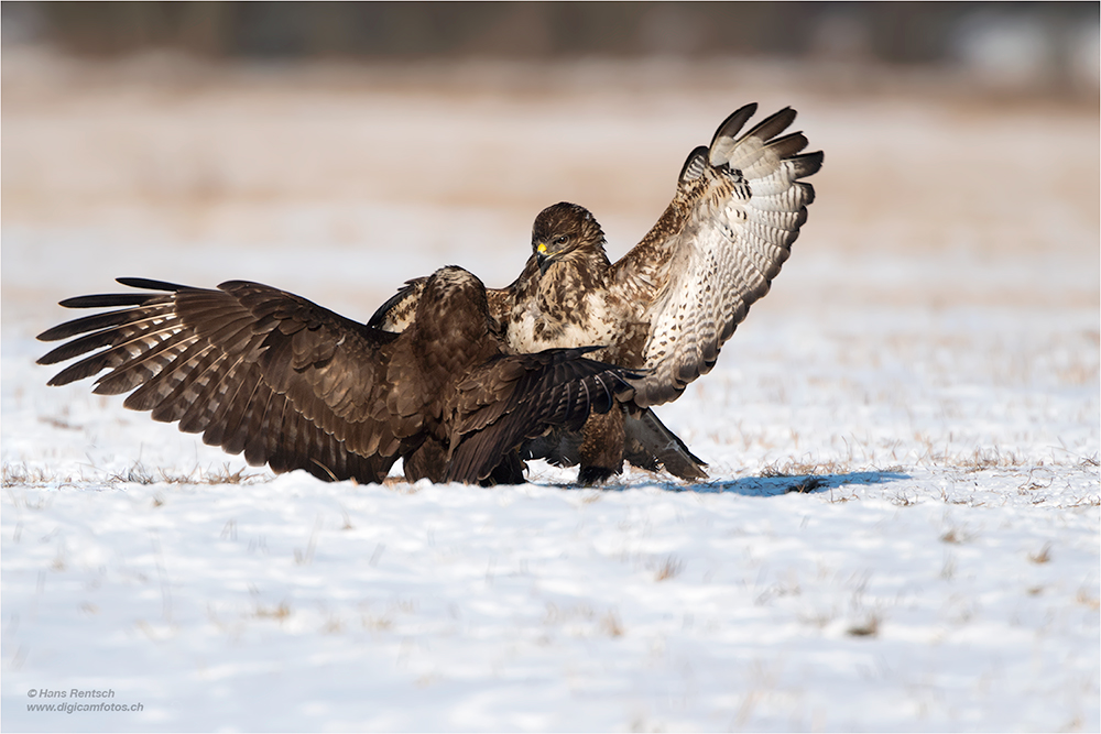 Mäusebussard