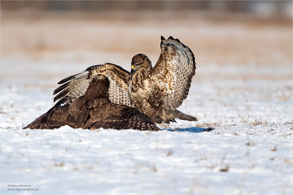 Mäusebussard